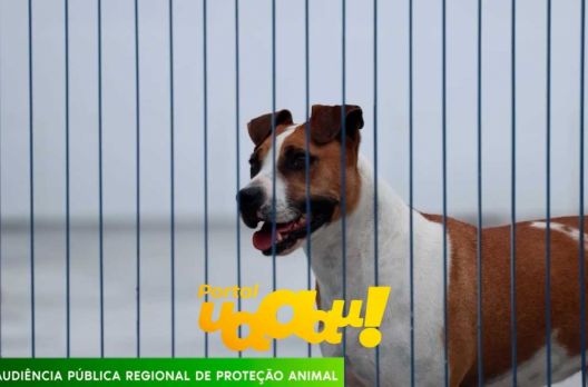 AUDIÊNCIA PÚBLICA REGIONAL DE PROTEÇÃO ANIMAL: Autoridades e protetores reúnem-se no ...