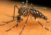 Saúde de Meleiro encontra larva do mosquito Aedes aegypti e alerta  à população