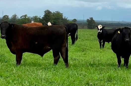 Produtores rurais de Sombrio recebem orientação sobre emissão correta da GTA