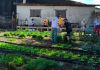 União de reforços: Lions Centro e Associação de Moradores doam verduras para população