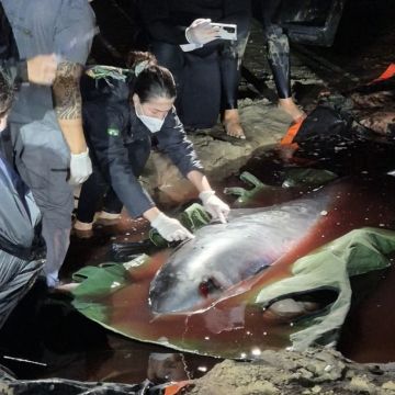 Cachalote-anão encalhada no Morro dos Conventos não resiste após tentativas de resgate