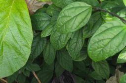 Investigação de esfaqueamento em Araranguá avança com apreensão de vestes