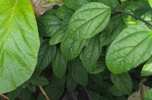 Investigação de esfaqueamento em Araranguá avança com apreensão de vestes