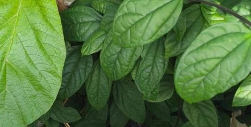 Investigação de esfaqueamento em Araranguá avança com apreensão de vestes