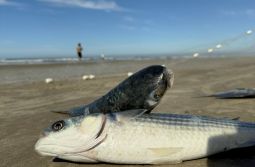 Santa Catarina deve ter acréscimo de 400 toneladas na cota da tainha