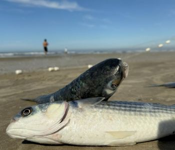 Santa Catarina deve ter acréscimo de 400 toneladas na cota da tainha