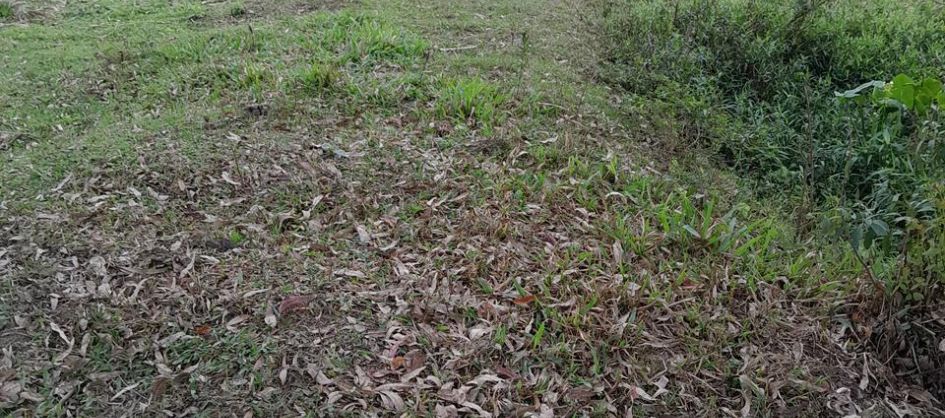 Maracajá intensifica ações preventivas e fortalece Defes...