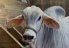 Festa do Agricultor de Lauro Müller começa nesta quinta com exposição de mais de 80 animais