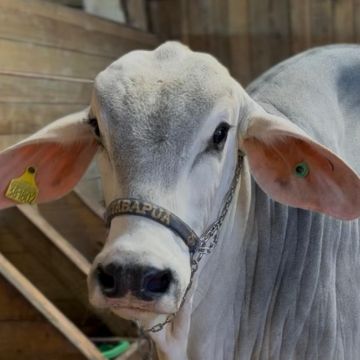 Festa do Agricultor de Lauro Müller começa nesta quinta com exposição de mais de 80 animais