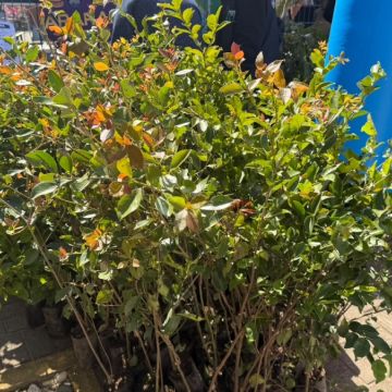Araranguá distribui 500 mudas em ação pelo Dia Internacional da Árvore