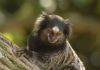 Araranguá: Morte de macaco causa apreensão