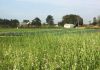 Araranguá sediará um Dia de Campo