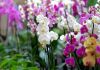 A primavera inicia com exposição de Orquídeas no Center Shopping