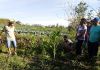 Caldas para manejo de solo em produção de orgânicos é tema de Dia de Campo