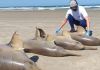 Cinco toninhas são encontradas mortas na Praia do Sol em Laguna, Sul de SC