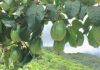 Maracujá: a ascensão do fruto em Criciúma e na Região Carbonífera