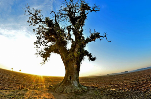 O encanto da natureza e suas formas