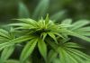 UFSC testará cannabis em profissionais de saúde da linha de frente do combate à Covid-19