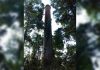 Obra do parque belinzoni contrasta com abandono dos mananciais naturais de água e área do antigo engenho