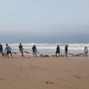 10 toneladas de corvinas são pescadas no Arroio