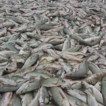 10 toneladas de corvinas são pescadas no Arroio