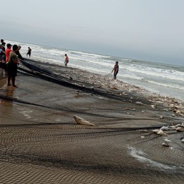 10 toneladas de corvinas são pescadas no Arroio