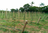 Agricultores de Balneário Gaivota cobram mais apoio para o setor
