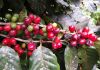 Pesquisa revela potencial catarinense para produzir café especial