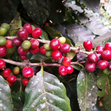 Pesquisa revela potencial catarinense para produzir café especial