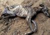 Dono de cão é preso em flagrante por maus-tratos em Araranguá