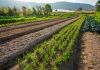 Agricultura inicia distribuição de calcário para aumentar a produtividade das lavouras