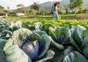 Ações da Epagri levam agricultoras e pescadoras a ocuparem espaços estratégicos nos setores onde atuam