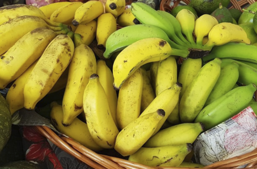 Agricultores de Criciúma podem pedir mudas gratuitas de banana até agosto